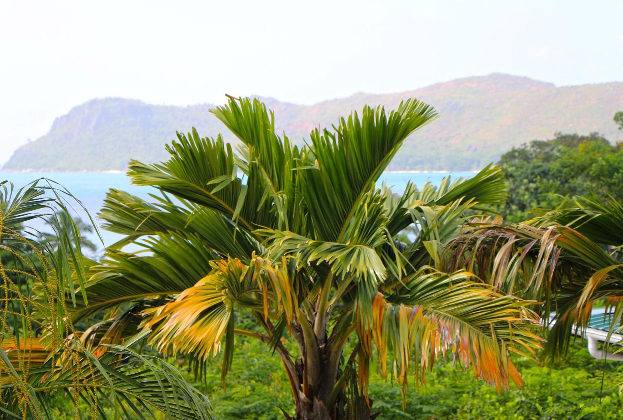 Ocean Blue Bay Apartment Anse Volbert Village  Ngoại thất bức ảnh